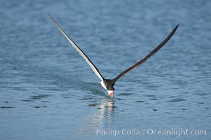 Black skimmer forages by flying over shallow water with its lower mandible dipping below the surface for small fish, Rynchops niger, San Diego Bay National Wildlife Refuge