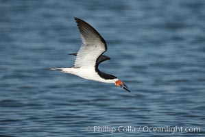 Black skimmer forages by flying over shallow water with its lower mandible dipping below the surface for small fish, Rynchops niger, San Diego Bay National Wildlife Refuge