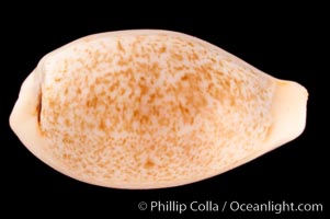 Ryu-Kyu Islands Cowrie, Cypraea luchuana