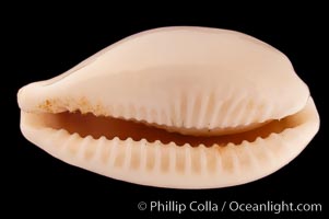 Ryu-Kyu Islands Cowrie, Cypraea luchuana