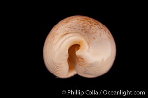 Ryu-Kyu Islands Cowrie, Cypraea luchuana