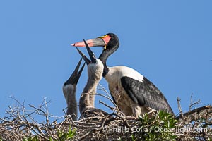 Saddle-Billed Stork, Ephippiorhynchus senegalensis, Masai Mara, Ephippiorhynchus senegalensis, Maasai Mara National Reserve