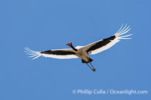 Saddle-Billed Stork in flight, Masai Mara, Kenya, Ephippiorhynchus senegalensis, Maasai Mara National Reserve