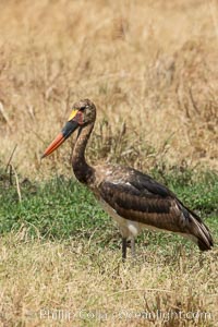 Saddle-billed stork, Meru National Park, Kenya, Ephippiorhynchus senegalensis