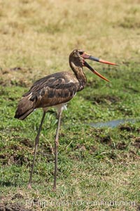 Saddle-billed stork, Meru National Park, Kenya, Ephippiorhynchus senegalensis