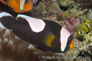 Saddleback clownfish, Amphiprion polymnus