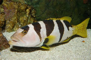 Saddleback grouper., Plectropomus laevis, natural history stock photograph, photo id 08907