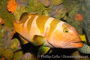 Black saddle grouper, Plectropomus laevis