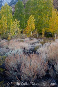 Sage brush and aspen trees, autumn, in the shade of Bishop Creek Canyon in the Sierra Nevada.