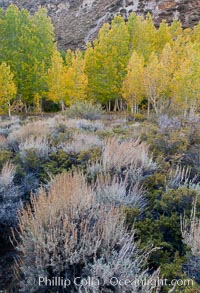 Sage brush and aspen trees, autumn, in the shade of Bishop Creek Canyon in the Sierra Nevada, Populus tremuloides, Bishop Creek Canyon Sierra Nevada Mountains