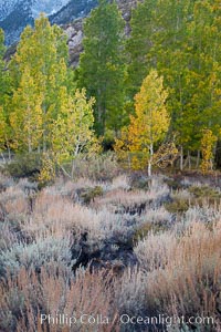 Sage brush and aspen trees, autumn, in the shade of Bishop Creek Canyon in the Sierra Nevada, Populus tremuloides, Bishop Creek Canyon Sierra Nevada Mountains