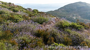 Sage in bloom on Iron Mountain, San Diego