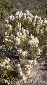 Sage plant in bloom, San Elijo Lagoon, Encinitas, California