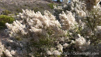 Sage plant in bloom, San Elijo Lagoon, Encinitas, California