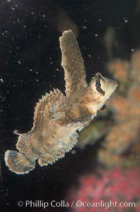 Sailfin sculpin, Nautichthys oculofasciatus