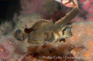 Sailfin sculpin, Nautichthys oculofasciatus