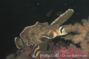 Sailfin sculpin, Nautichthys oculofasciatus