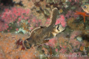 Sailfin sculpin, Nautichthys oculofasciatus