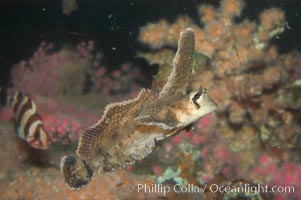 Sailfin sculpin, Nautichthys oculofasciatus