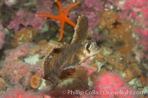 Sailfin sculpin, Nautichthys oculofasciatus