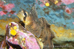 Sailfin sculpin, Nautichthys oculofasciatus