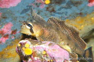 Sailfin sculpin, Nautichthys oculofasciatus