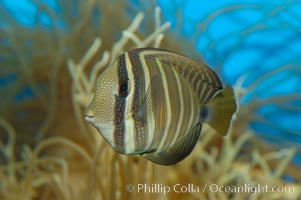 Sailfin tang, Zebrasoma veliferum