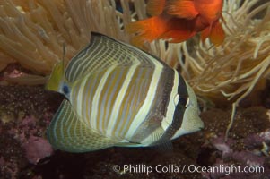 Sailfin tang, Zebrasoma veliferum