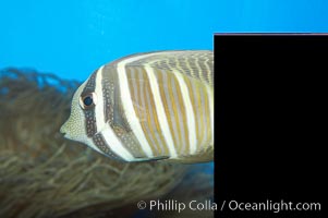 Sailfin tang, Zebrasoma veliferum