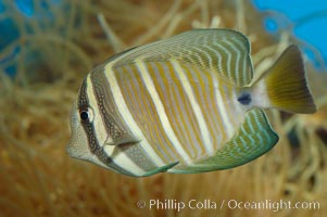 Sailfin tang, Zebrasoma veliferum