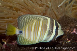 Sailfin tang, Zebrasoma veliferum