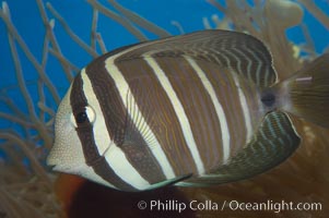 Sailfin tang, Zebrasoma veliferum