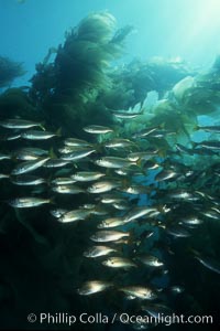 Salema and kelp, Macrocystis pyrifera, Xenistius californiensis, Catalina Island