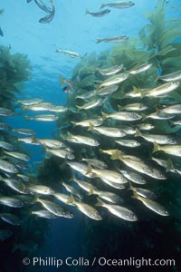 Salema schooling amid kelp forest, Macrocystis pyrifera, Xenistius californiensis, Catalina Island