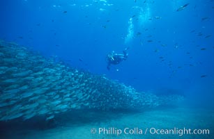 Diver and enormous school of salema, Xenistius californiensis, Catalina, California.