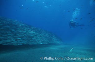 Diver and salema, Xenistius californiensis, Catalina Island