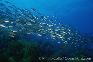 Salema, Xenistius californiensis, Catalina Island