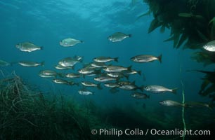 Salema, San Benito Islands, Xenistius californiensis, San Benito Islands (Islas San Benito)