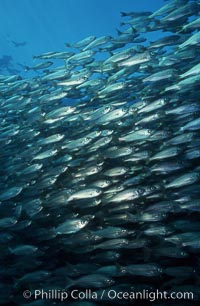 Salema, Xenistius californiensis, Catalina Island