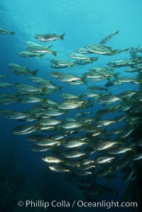 Salema, Xenistius californiensis, Catalina Island