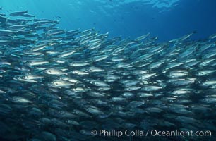 Salema, Xenistius californiensis, Catalina Island