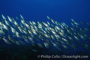 Salema, Xenistius californiensis, Catalina Island