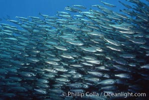 Salema, Xenistius californiensis, Catalina Island