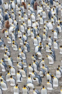 King penguin colony. Over 100,000 pairs of king penguins nest at Salisbury Plain, laying eggs in December and February, then alternating roles between foraging for food and caring for the egg or chick, Aptenodytes patagonicus