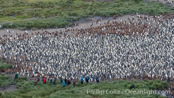 King penguins at Salisbury Plain, Aptenodytes patagonicus