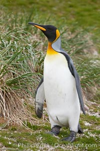 King penguin at Salisbury Plain, Bay of Isles, South Georgia Island, Aptenodytes patagonicus