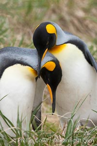 King penguin, mated pair courting, displaying courtship behavior including mutual preening, Aptenodytes patagonicus, Salisbury Plain