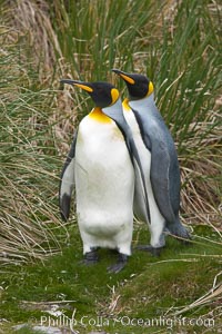 King penguins at Salisbury Plain, Bay of Isles, South Georgia Island.  Hundreds of thousands of pairs of king penguins nest here, laying eggs in December and February, then alternating roles between foraging for food and caring for the egg or chick, Aptenodytes patagonicus