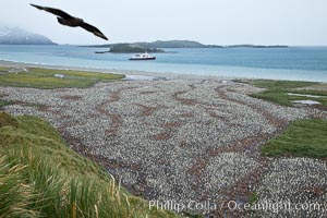 King penguin colony and the Bay of Isles on the northern coast of South Georgia Island.  Over 100,000 nesting pairs of king penguins reside here.  Dark patches in the colony are groups of juveniles with fluffy brown plumage.  The icebreaker M/V Polar Star lies at anchor, Aptenodytes patagonicus, Salisbury Plain