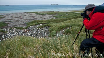 Photographer overlooking the vast king penguin colony at Salisbury Plain, with over 100,000 pairs of king penguins, Aptenodytes patagonicus